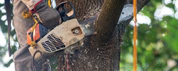 Best Tree Maintenance Programs  in USA